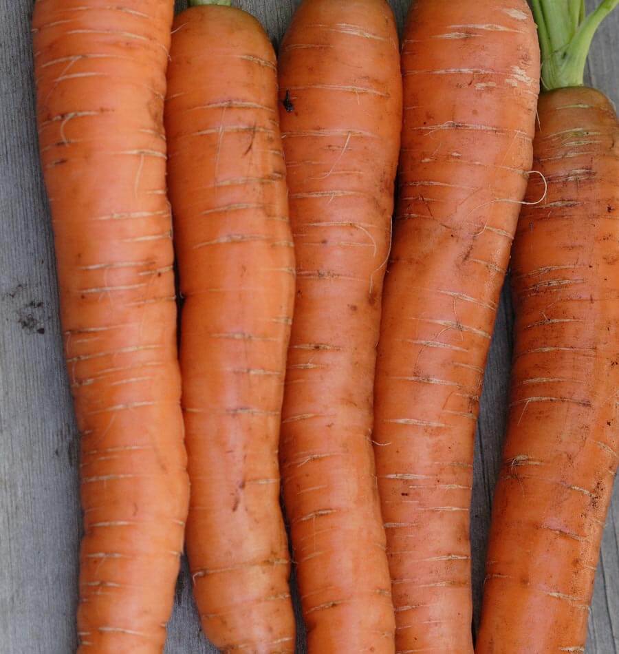 Carrots - Napoli Coated Organic