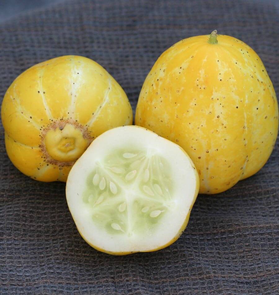Cucumbers - Lemon Cucumber