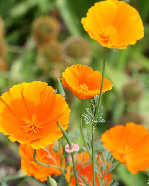 California Poppys - California Orange Seeds