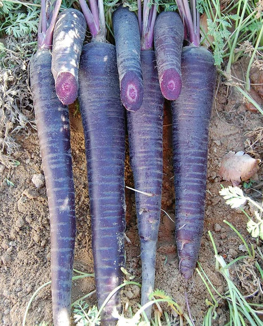 Carrots - Deep Purple F1 (Coated) Seeds