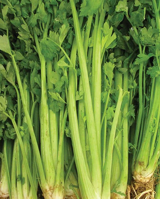 Celery - Tall Utah 52-70