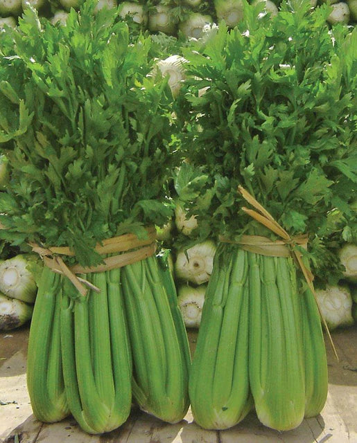 Celery - Tango (Coated) Certified Organic Seeds