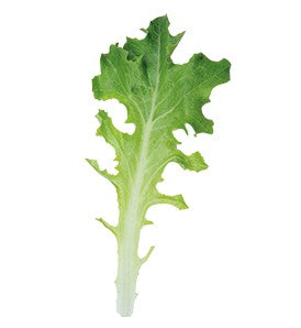 Lettuce - Clearwater Certified Organic