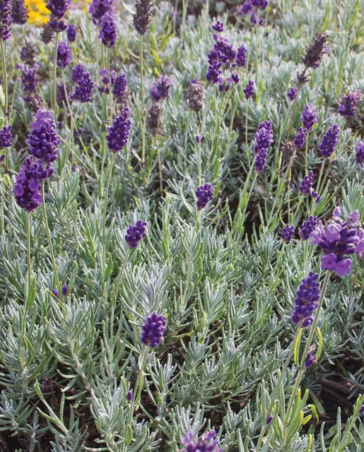 Lavender - Dwarf Munstead Seeds
