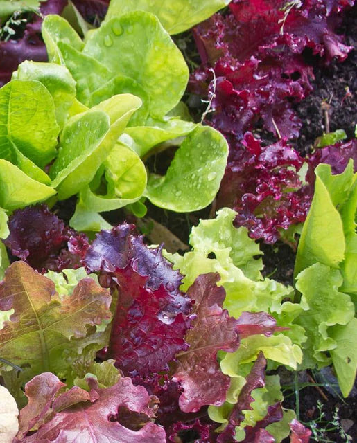 Lettuce - Super Gourmet Salad Seeds