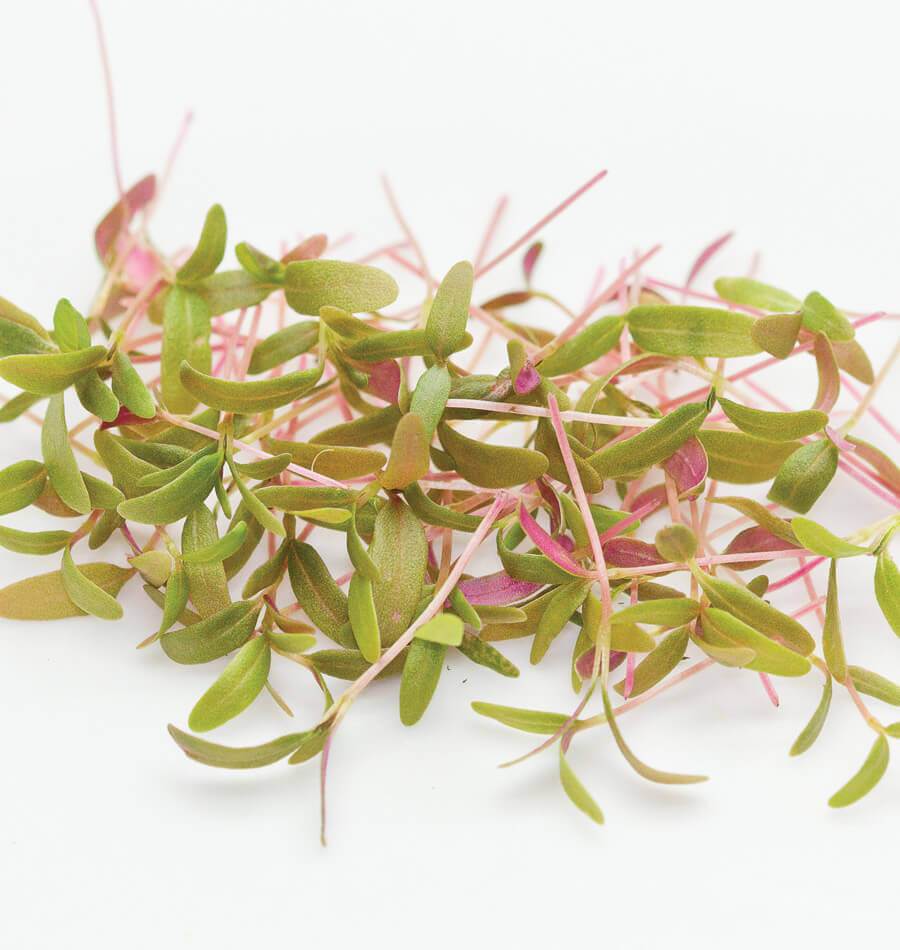 Microgreen Amaranth Seeds