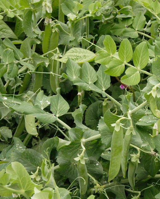 Peas - Avalanche Seeds