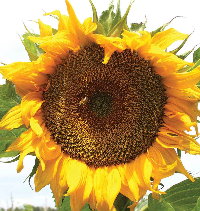 West Coast Seeds- Sunflower Tayio Certified Organic