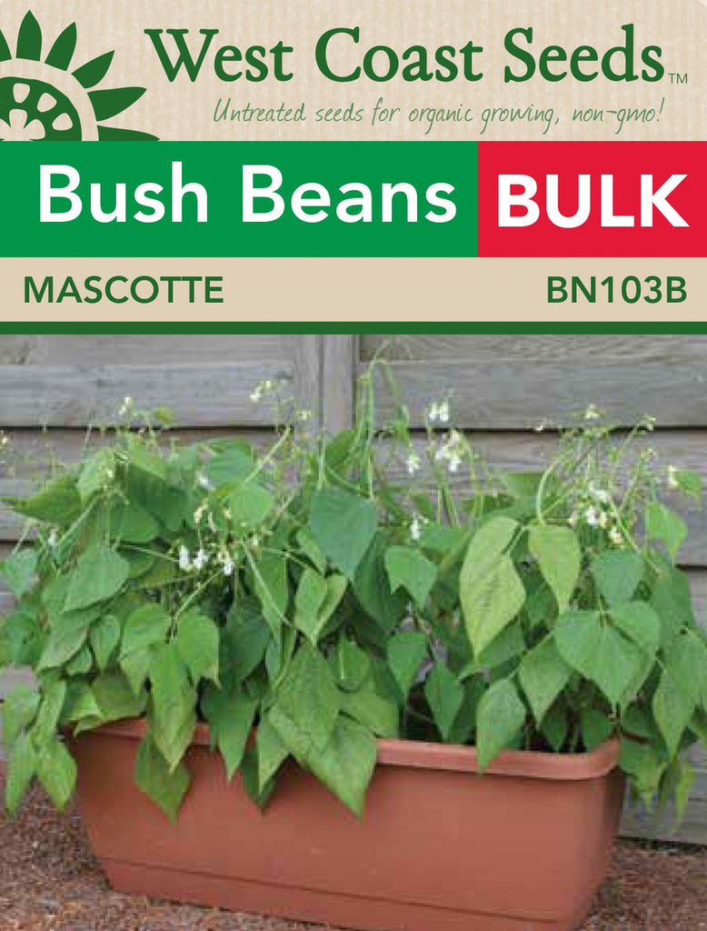 Bush Beans - Mascotte Beans