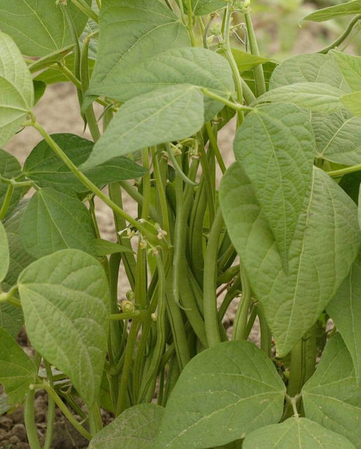 Bush Beans - Maxibel Filet