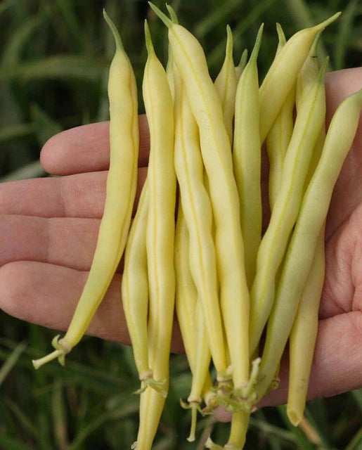 Beans - Gold Rush Yellow Wax Seeds