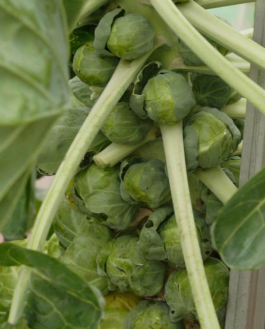 Brussel Sprouts - Gustus F1 Seeds