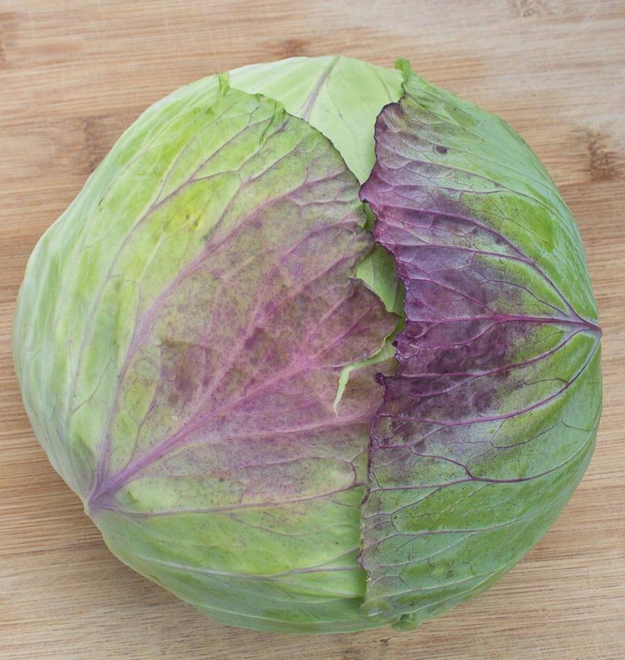 Cabbage - Taiwan Cabbage