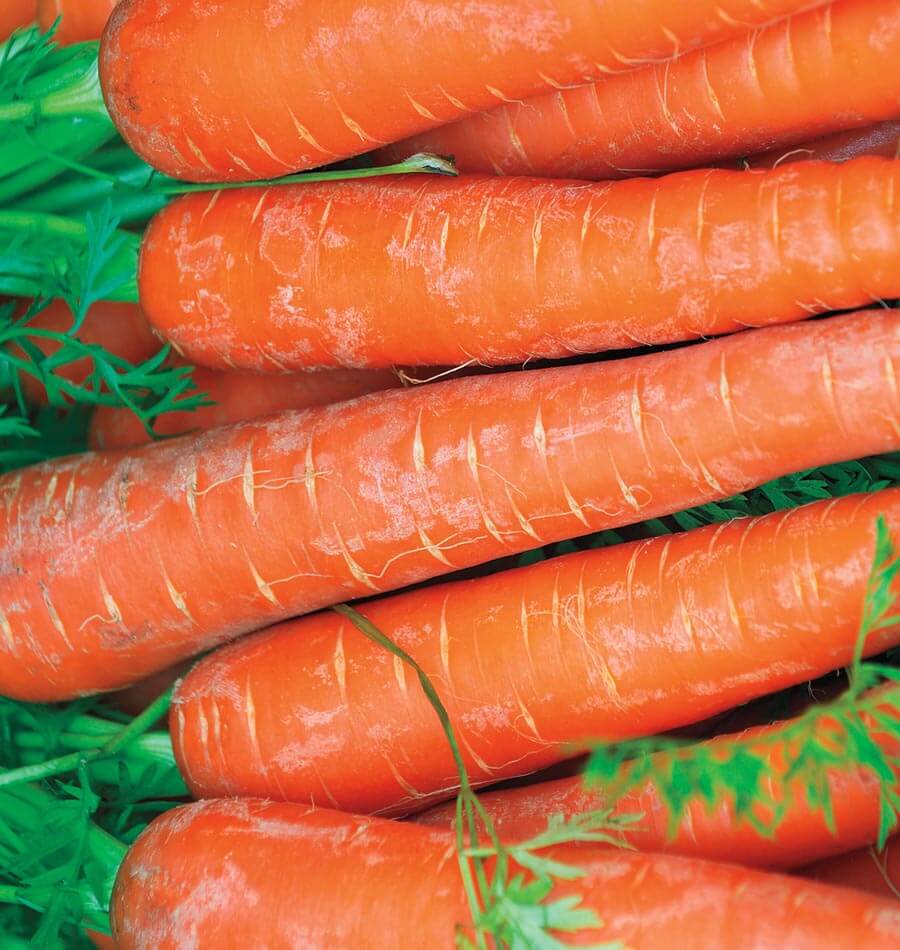 Carrots - Bolero