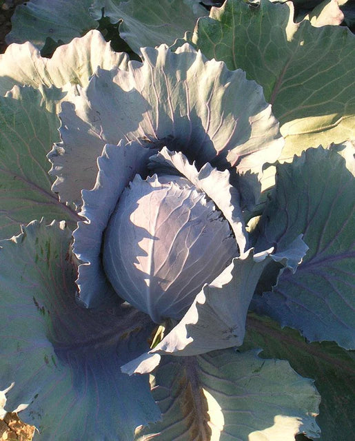 Cabbage - Integro F1 (Coated) Certified Organic Seeds
