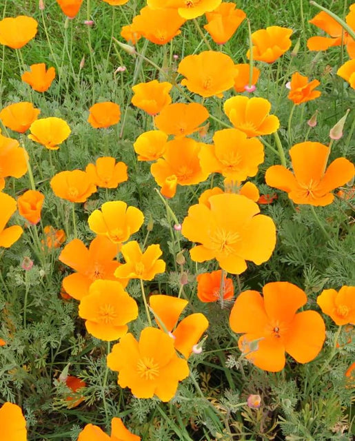 California Poppys - California Orange Seeds