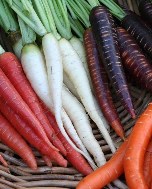 Carrots - Rainbow Blend Seeds