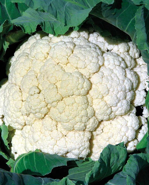 Cauliflower - Amazing Seeds