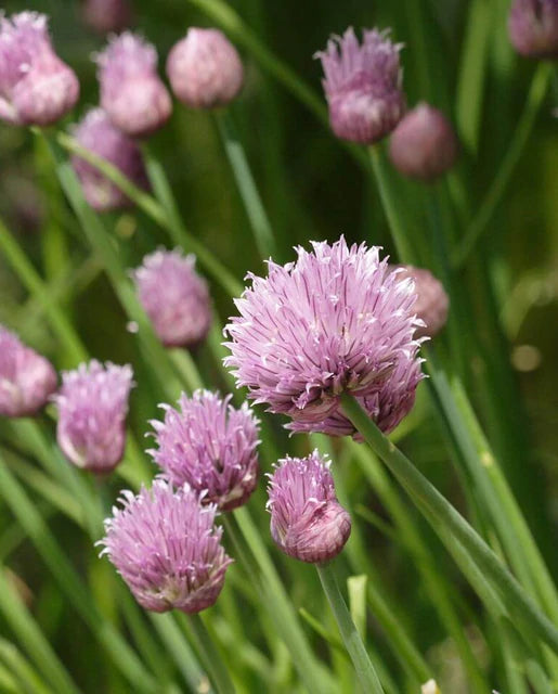 Chives - Chives Seeds