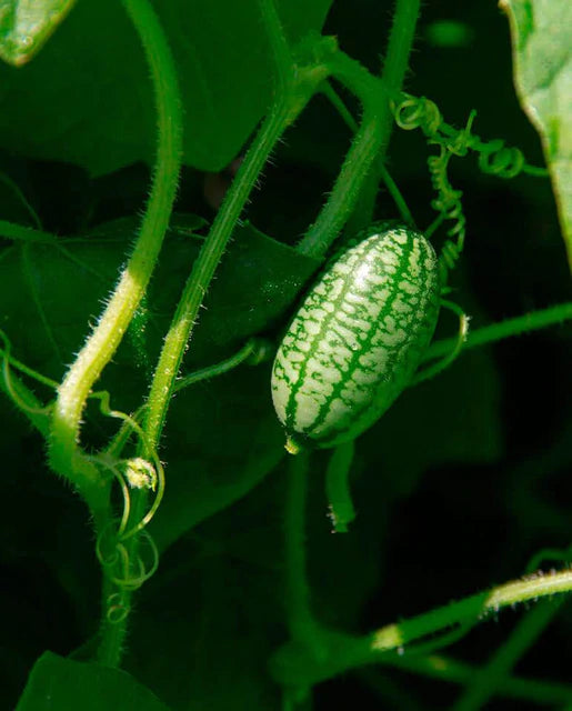 Cucumbers - Cucamelon Seeds