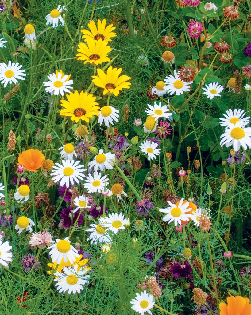Wildflowers - Biodiversity Blend