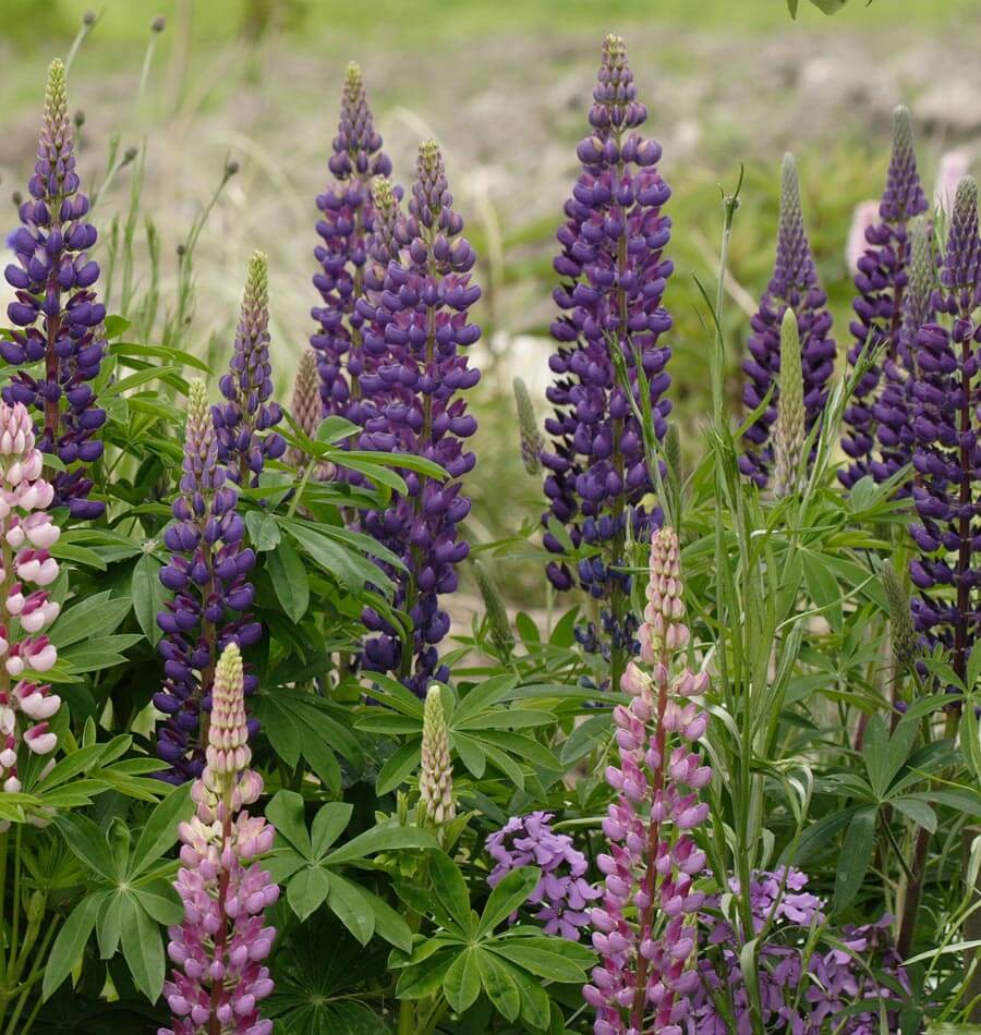 Lupins - Russell Hybrids