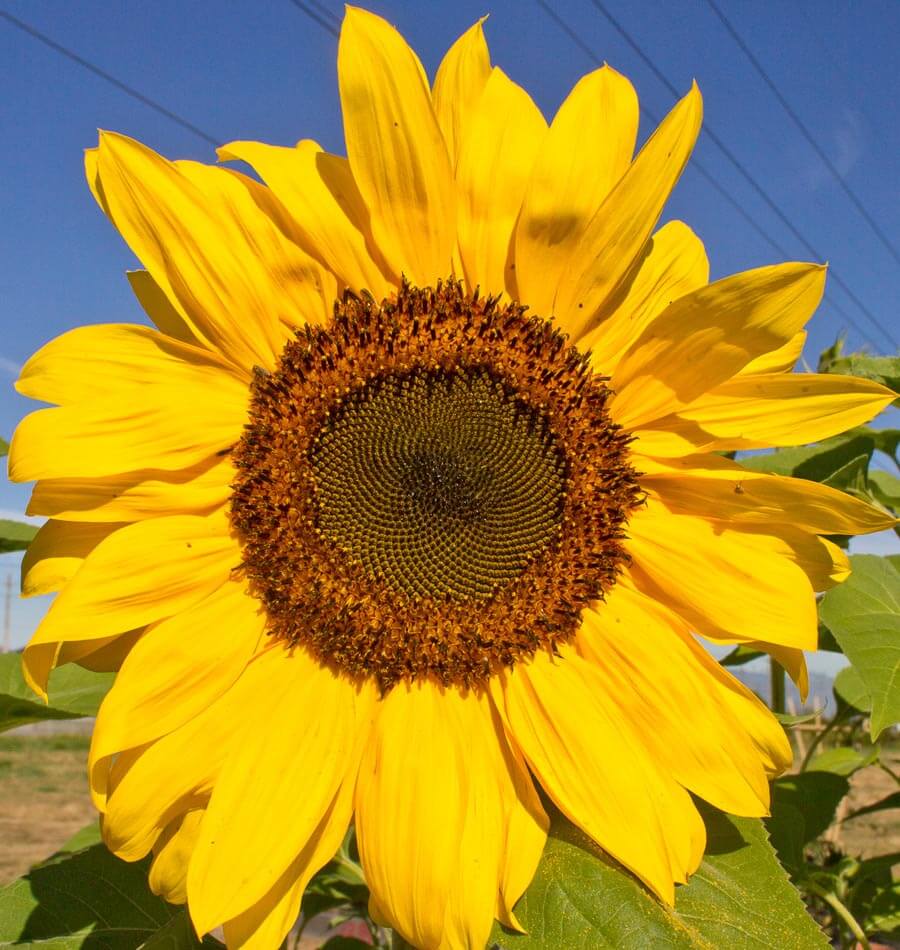 Sunflower - Peredovik Organic