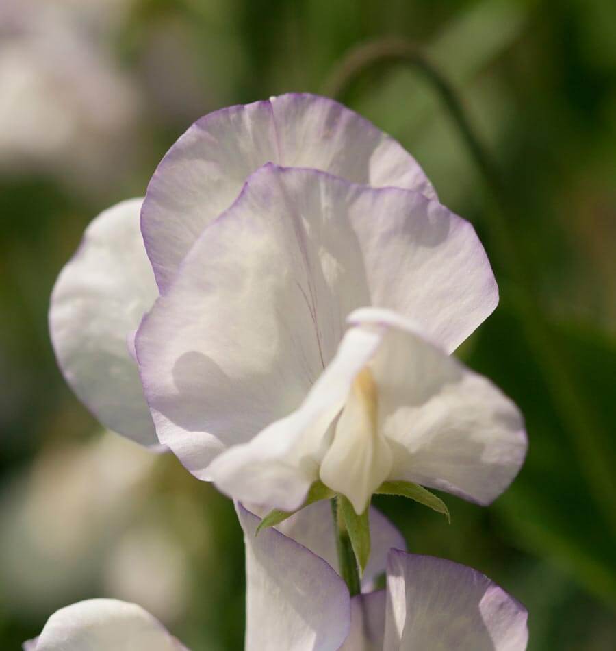 Sweet peas - High Scent