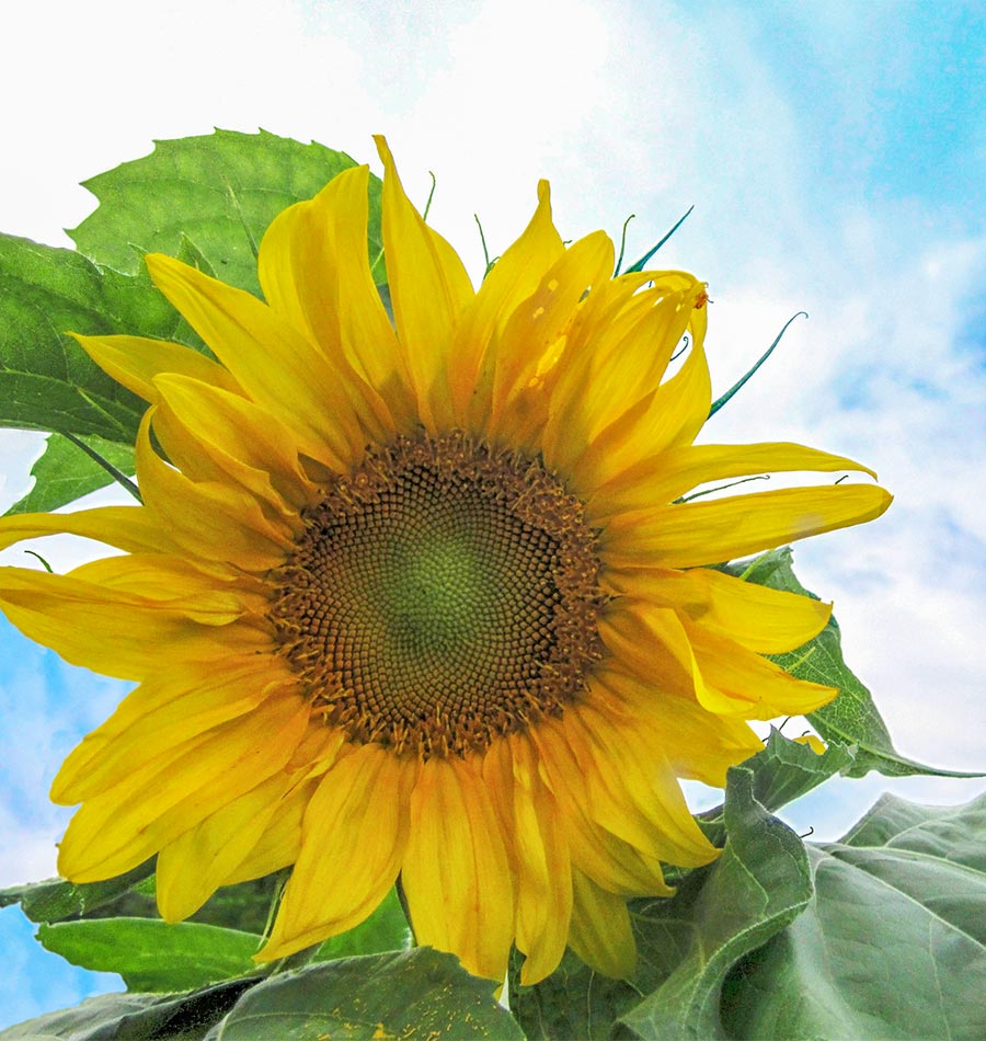 Sunflower - Mongolian Giant Organic