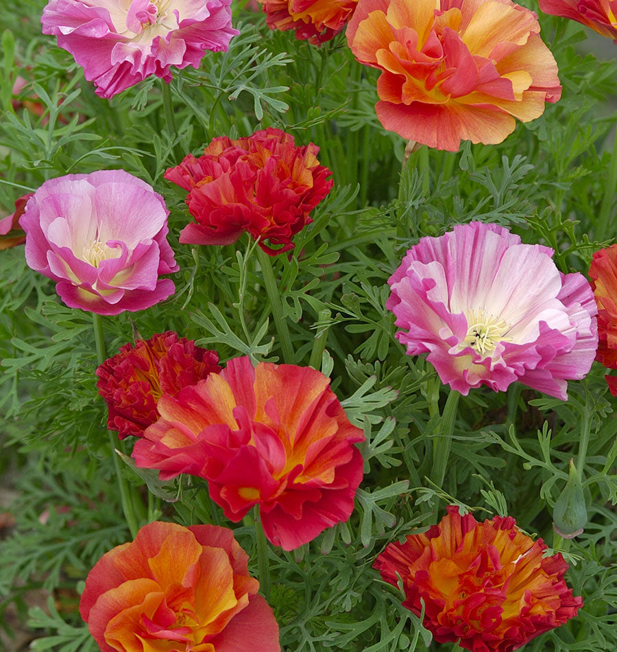 California poppies - XL Jelly Beans