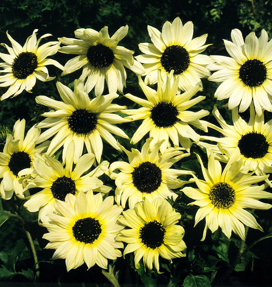 Sunflower - Italian White
