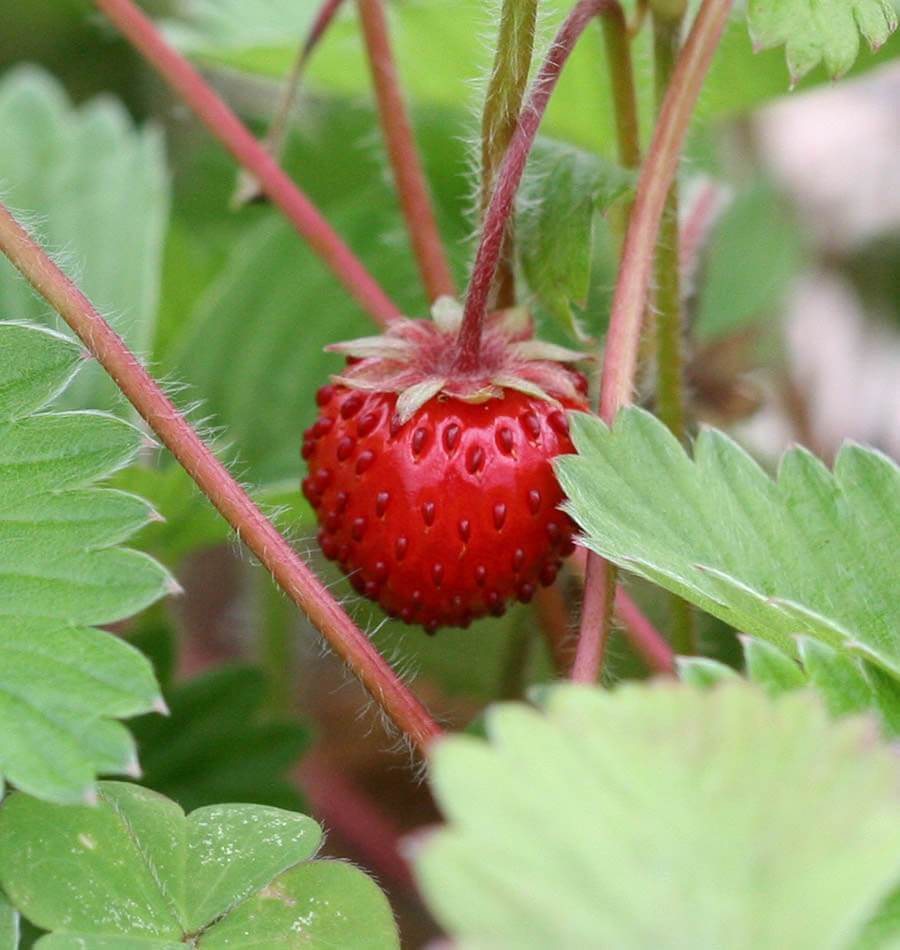 Strawberry - Mignonette Alpine