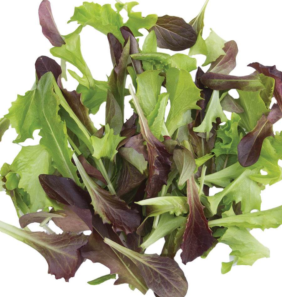 Lettuce - Fast and Furious Blend Organic