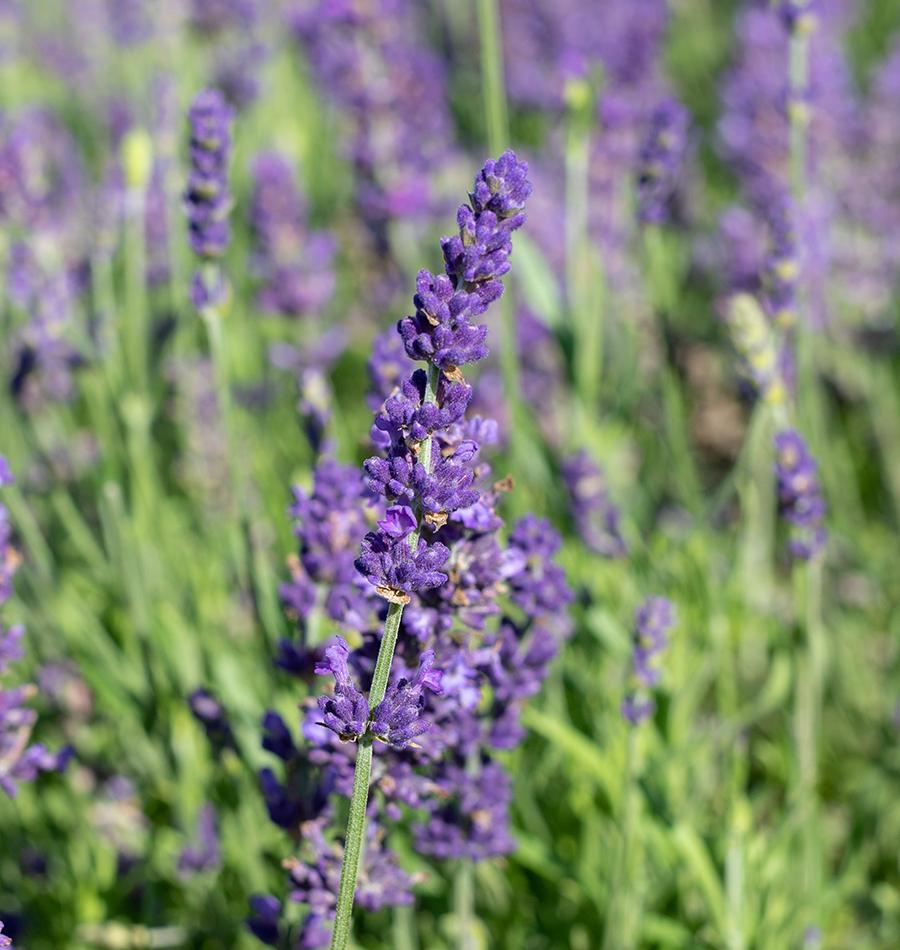 Lavender -  Blue Spear