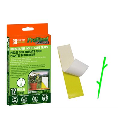 Insect Glue Traps for Houseplants - 30 pack with holders