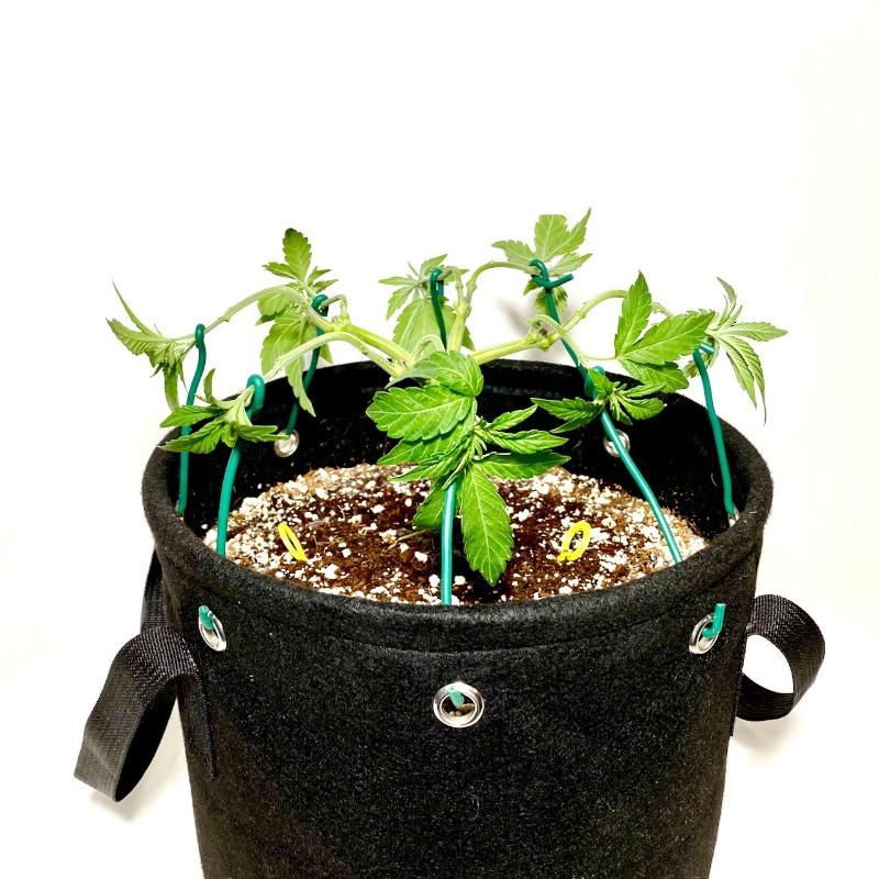 plastic weed plant BudTrainer BudPot Fabric Pot