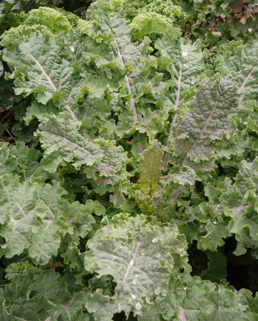 Kale - Rainbow Lacinato Certified Organic Seeds
