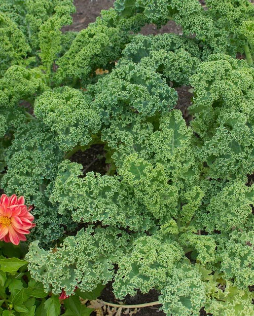 Kale - Vates Blue Curled Scotch Seeds