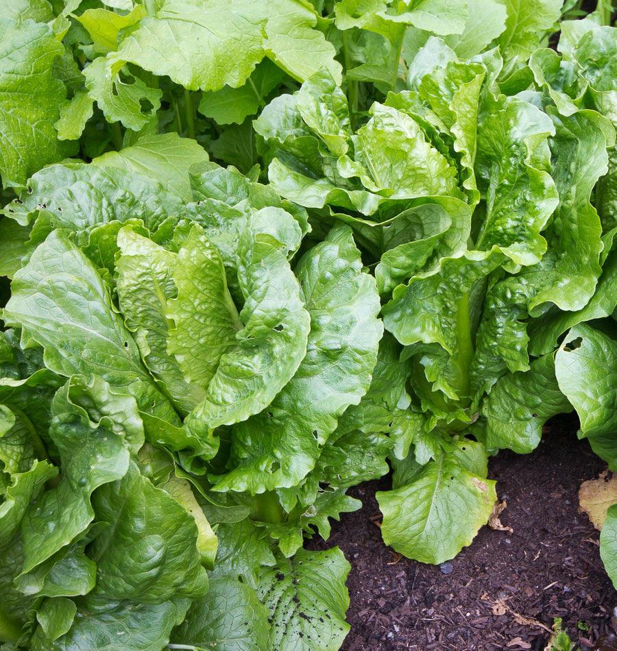 Lettuce - Arroyo Organic