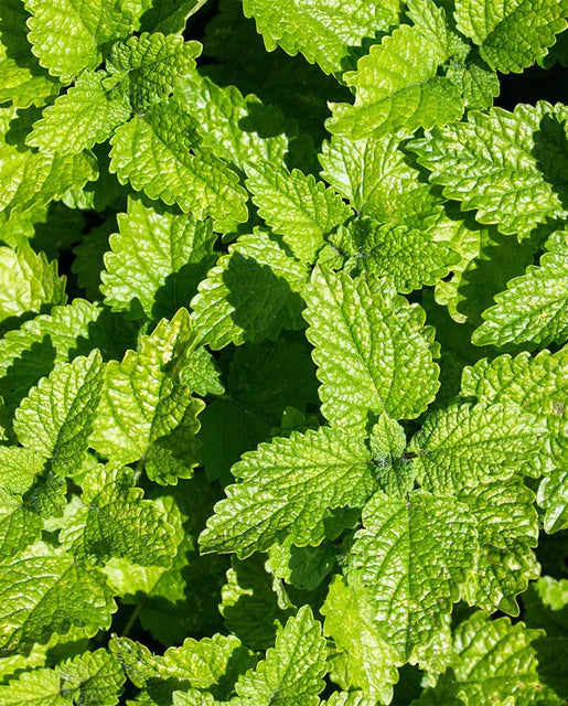 Lemon Balm - Lemon Balm Seeds