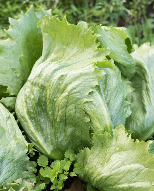 Lettuce - Dillon Certified Organic Seeds