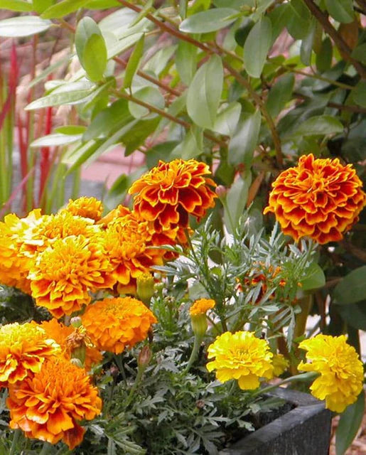 Marigolds - Brocade Seeds
