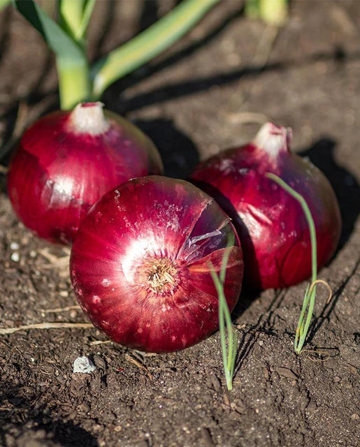 Onions - Cabernet F1 Certified Organic Seeds