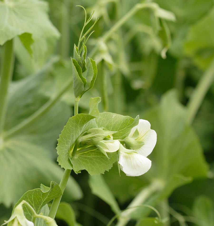 Snap Peas - Cascadia