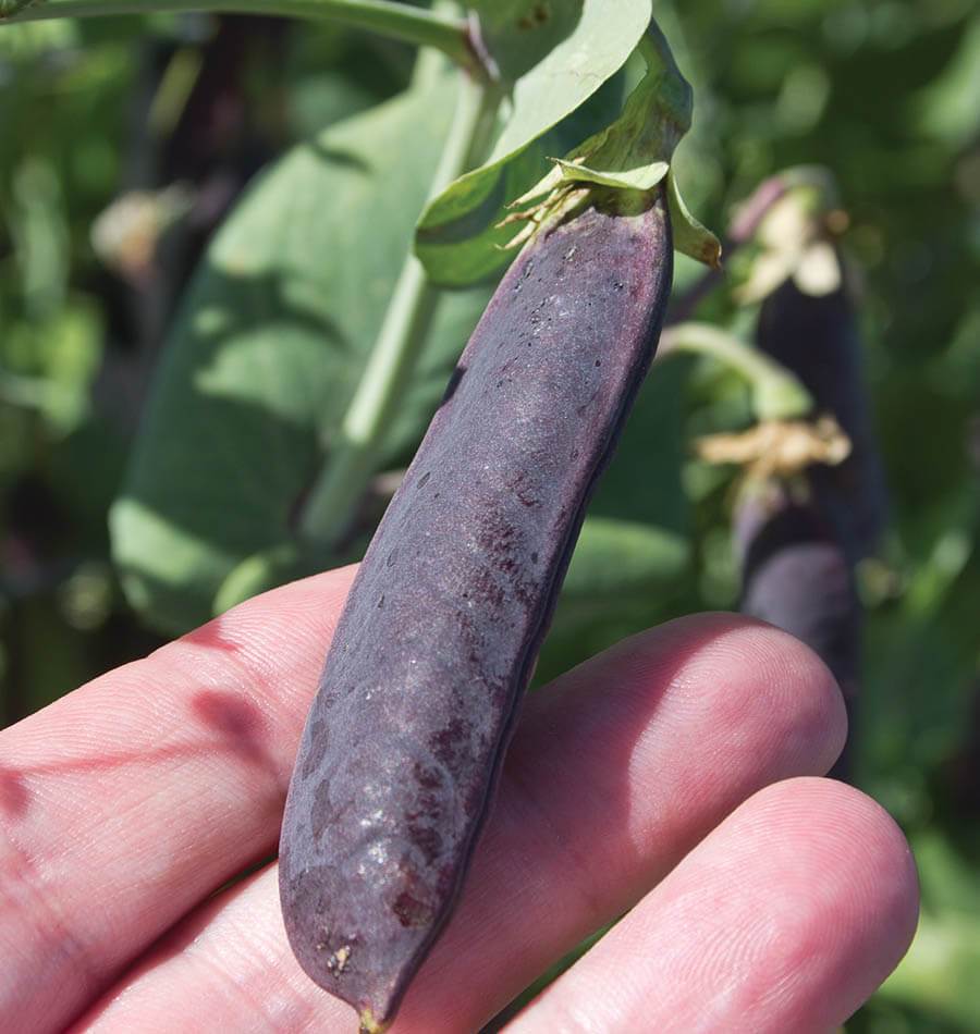 Snow Peas - Purple Mist Organic Pea Seeds