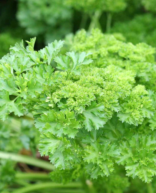 Parsley - Forest Green Seeds