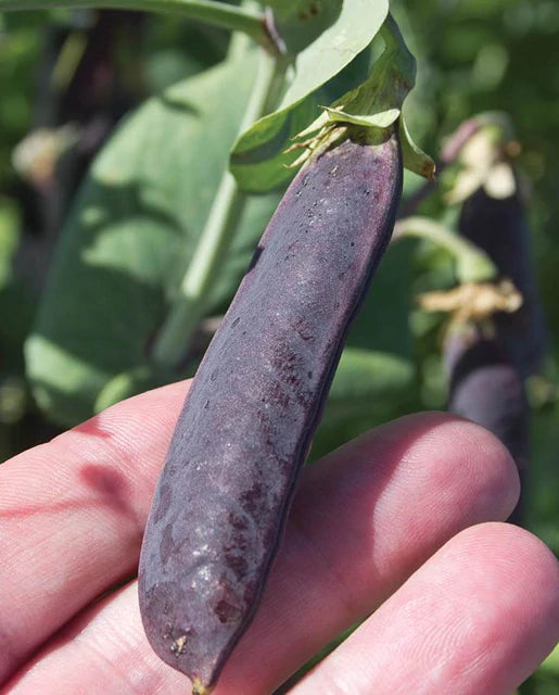 Peas - Purple Mist Certified Organic Seeds