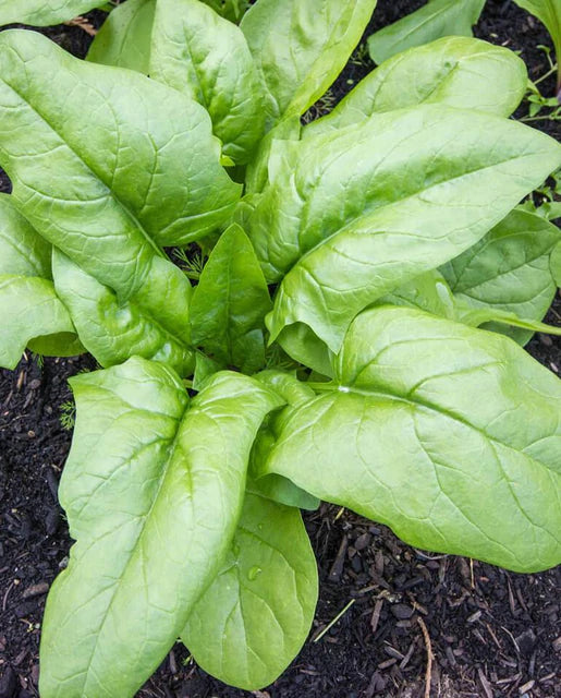 Spinach - Monstrueux de Viroflay Seeds