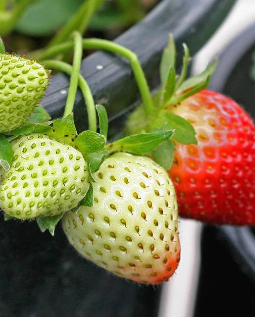 Strawberry - Fresca Seeds