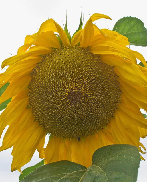 Sunflowers - Giganteus Seeds